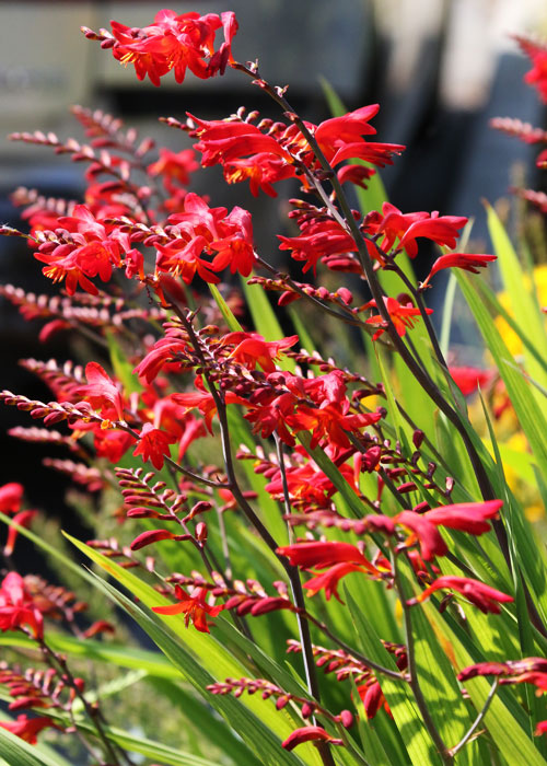 red crocosmia blooms