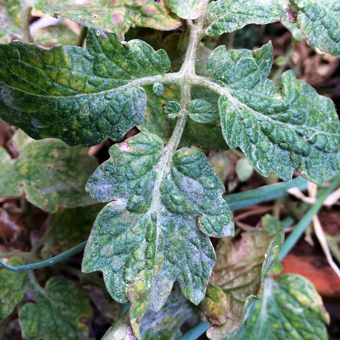 downy mildew on a tomato leaf