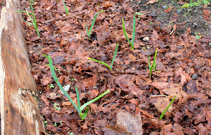 garlic starts in leaf mulch