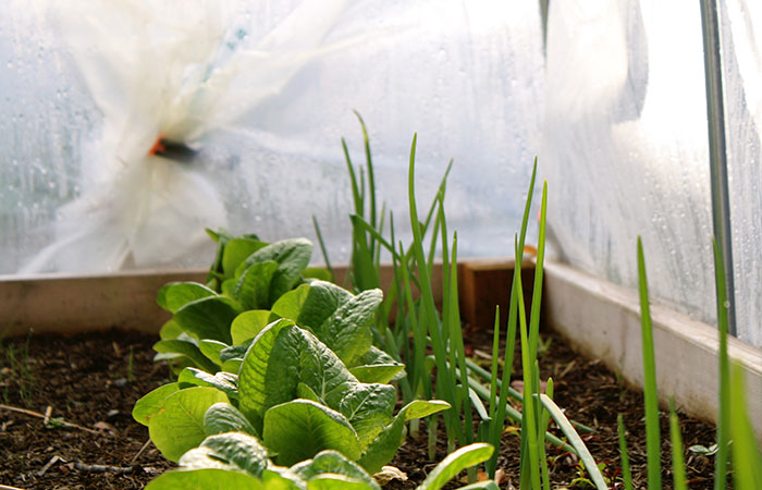 vegetables grown under a protective cover 