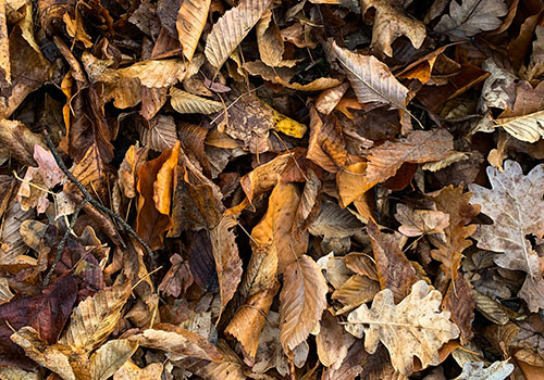 misc_leafMulch_pexels-didsss-13214232