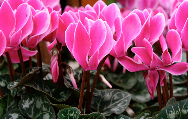 bright pink cyclamen with white edges