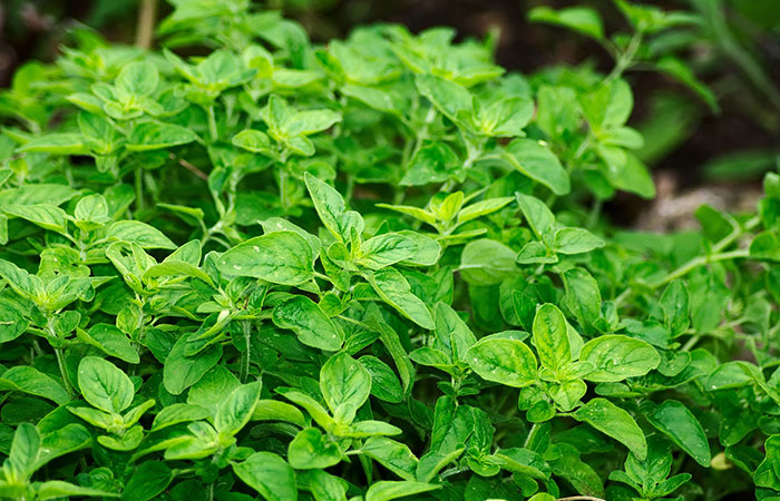 oregano herb leaves