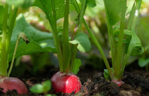 radishes growing in a row