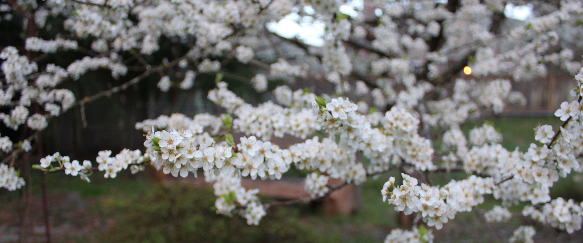 White blossoms of an Asian plum tree in full bloom