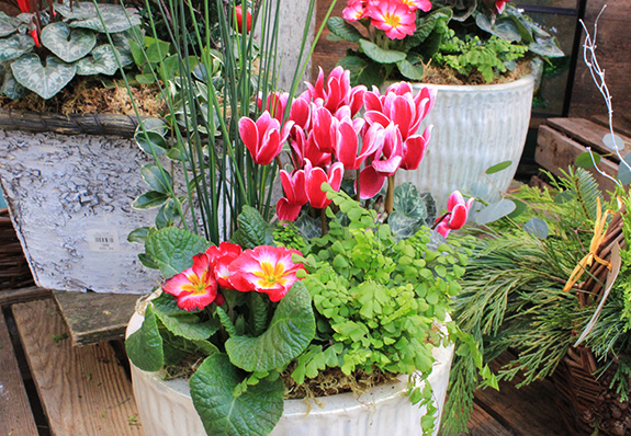potted container with cyclamen, primroses and ferns