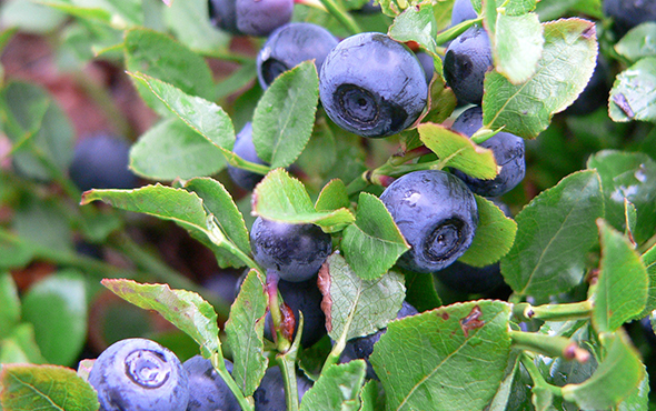 blueberry bush with berries