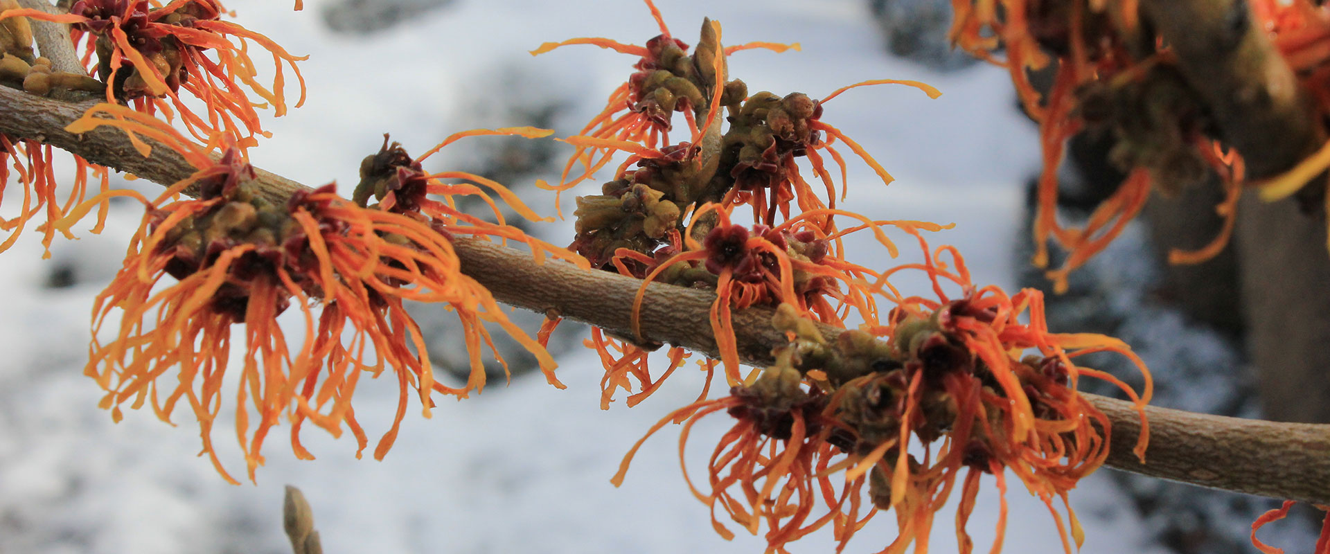 orange witch hazel blooms in the snow