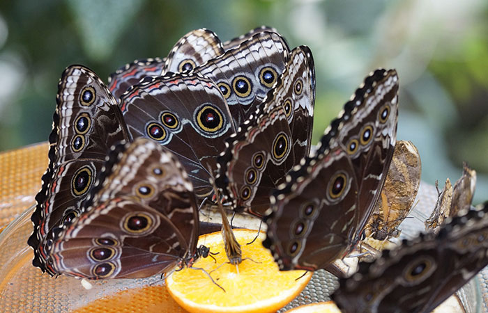 butterfly fruit feeder