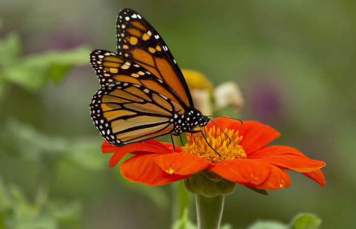 Bee and butterfly drinking bowl Butterfly 