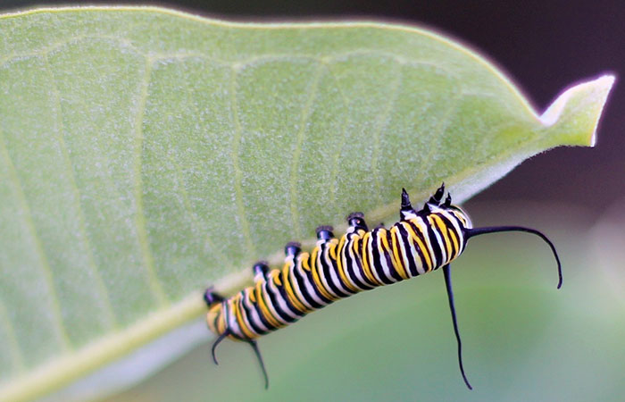 caterpillar hanging under a leaf