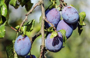 purple plums hanging from branch