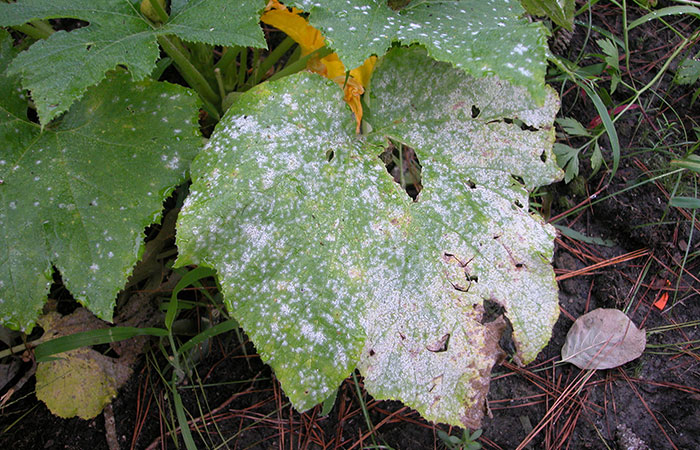 Powdery Mildew All Natural Management Sky Nursery