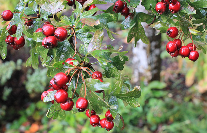red hawthorn berries and green leaves in the rain