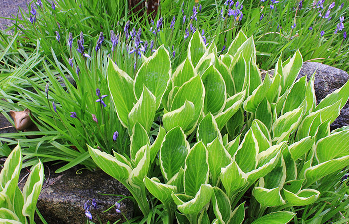 white tipped hosta and blueberries in spring