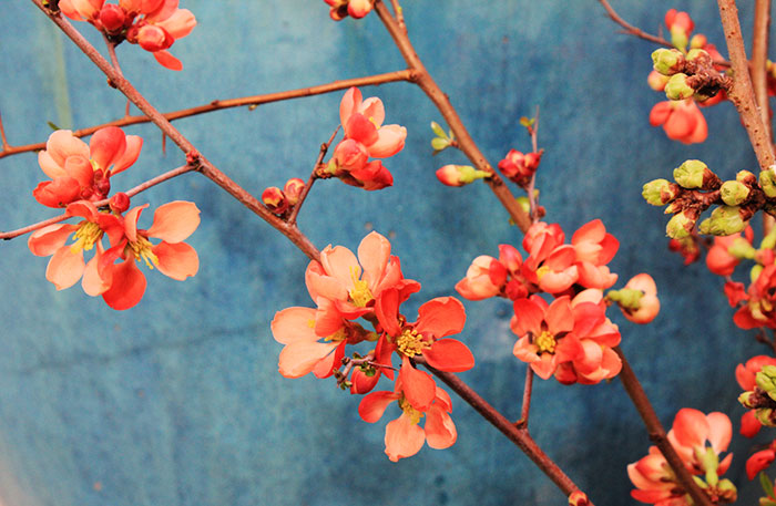 Flowering quince blossoms of orange and peach in front of a turquoise ceramic pot