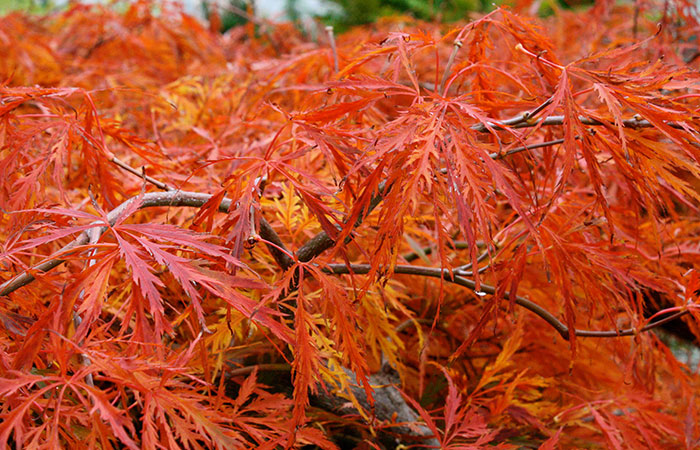 bright orange leaves of Crimson Queen Japanese Maple in fall