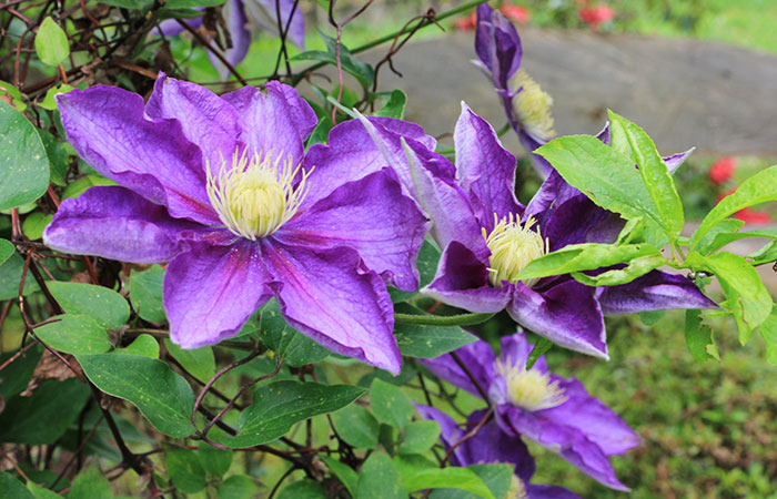 purple clematis blooms