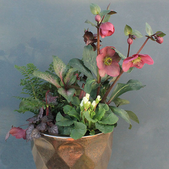 container with dusty red hellebore with primroses