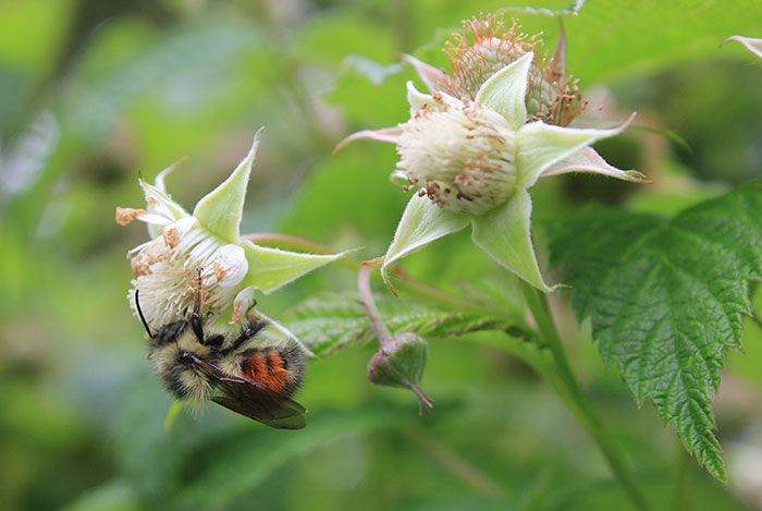 bumble bee in the raspberry blooms