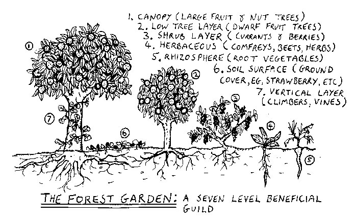 food forest chart
