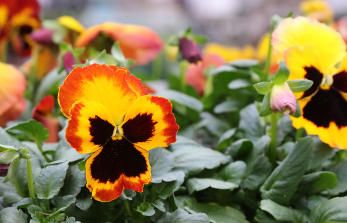 delta fire orange and red pansy
