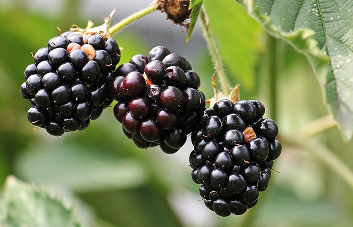 blackberries on a vine