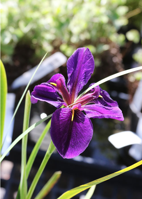 purple water plant iris