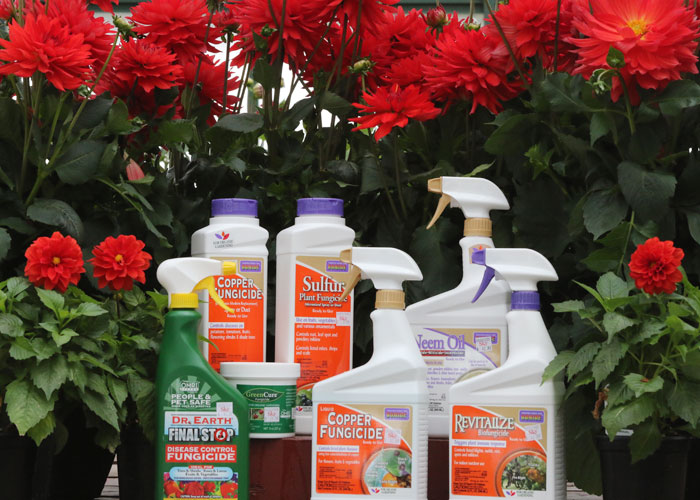 sky fungicide products with dahlias for the prevention of downy mildew