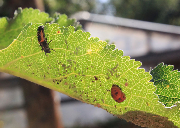 Ladybug integrated pest management pupae and larvae on leaf with aphids
