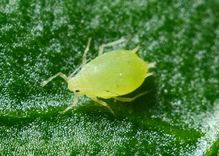 closeup of a green aphid