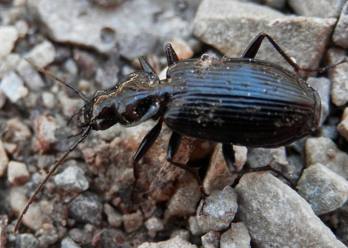 predatory insect ground beetle on gravel