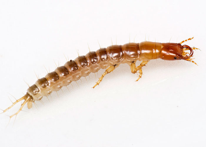 ground beetle larva on white background