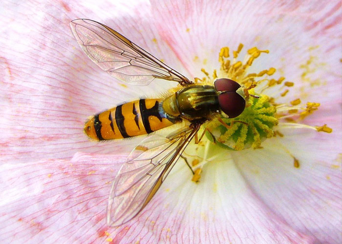 predatory insect hoverfly mature on pink flower