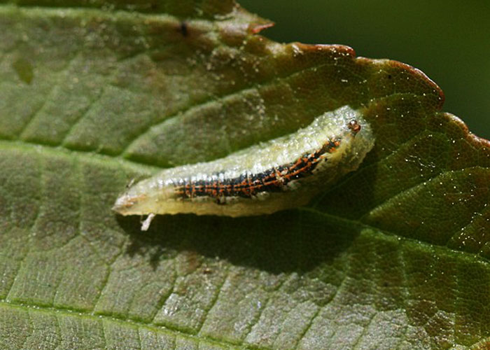 hoverfly larva on leaf