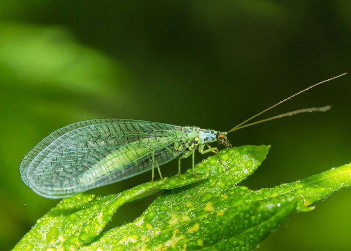 predatory insect mature green lacewing