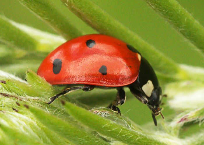 predatory insect mature ladybug beetle