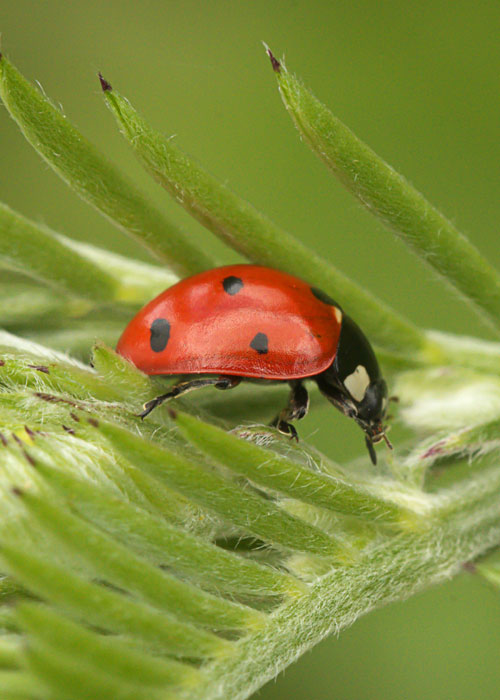 ladybugs are natural pest management predators that hunt aphids