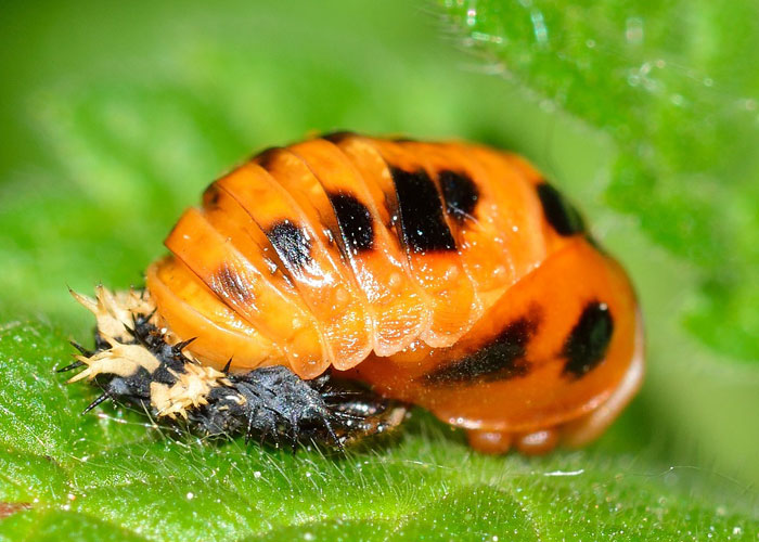 ladybug pupae the last stage before becoming a beetle