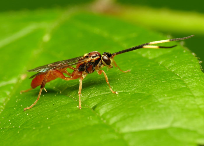 predatory insect parasitoid wasp