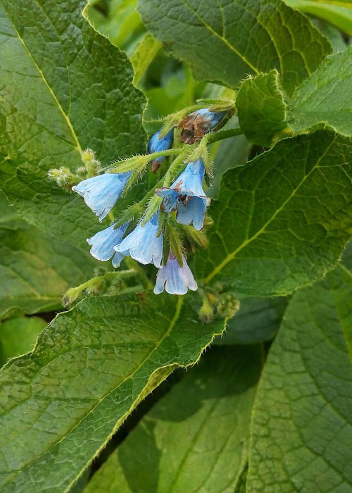 e_herbs_comfrey-blue-flower-faded-summer-drug