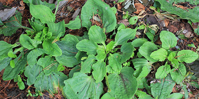 broad leaf plantain