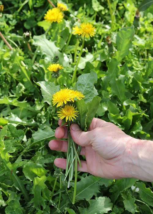 dandelion leaves and blooms