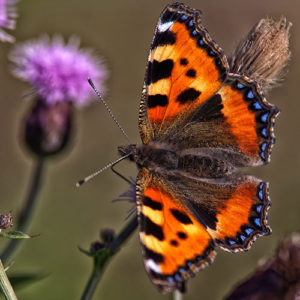 orange butterfly with thistle