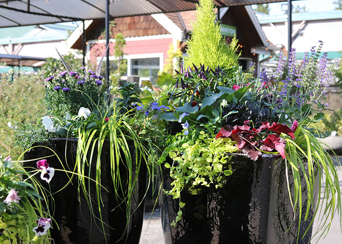 Neon grasses, creeping jenny, and red heuchera are paired with pansies, asters, catmint and ornamental peppers