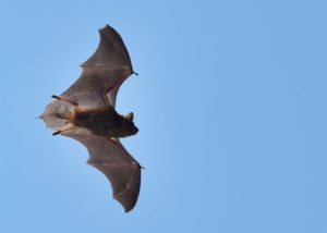 little brown bat flying in the sky