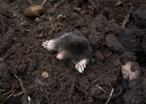 mole coming up out of rich soil