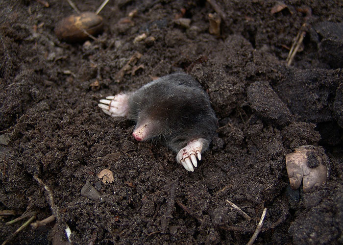mole poking up out of the ground