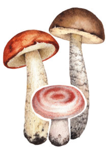 Mushrooms: A Sign of Healthy Soil - Sky Nursery