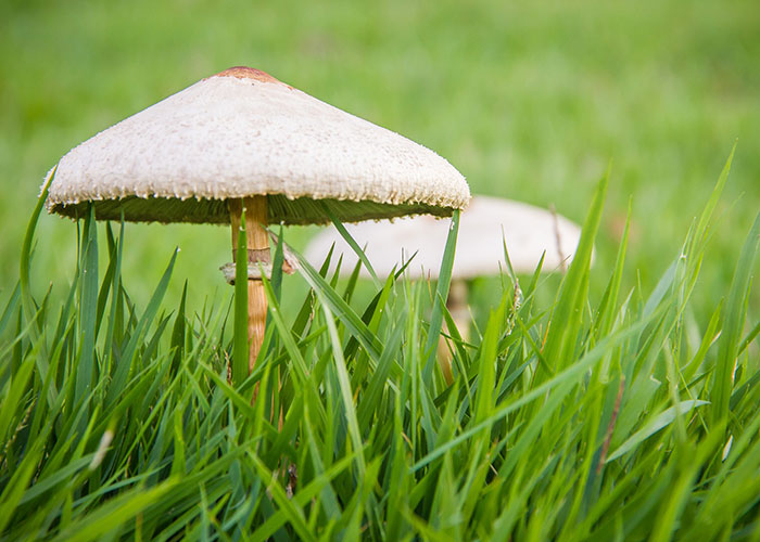 Mushrooms A Sign Of Healthy Soil Sky, Are Mushrooms Good For Your Garden